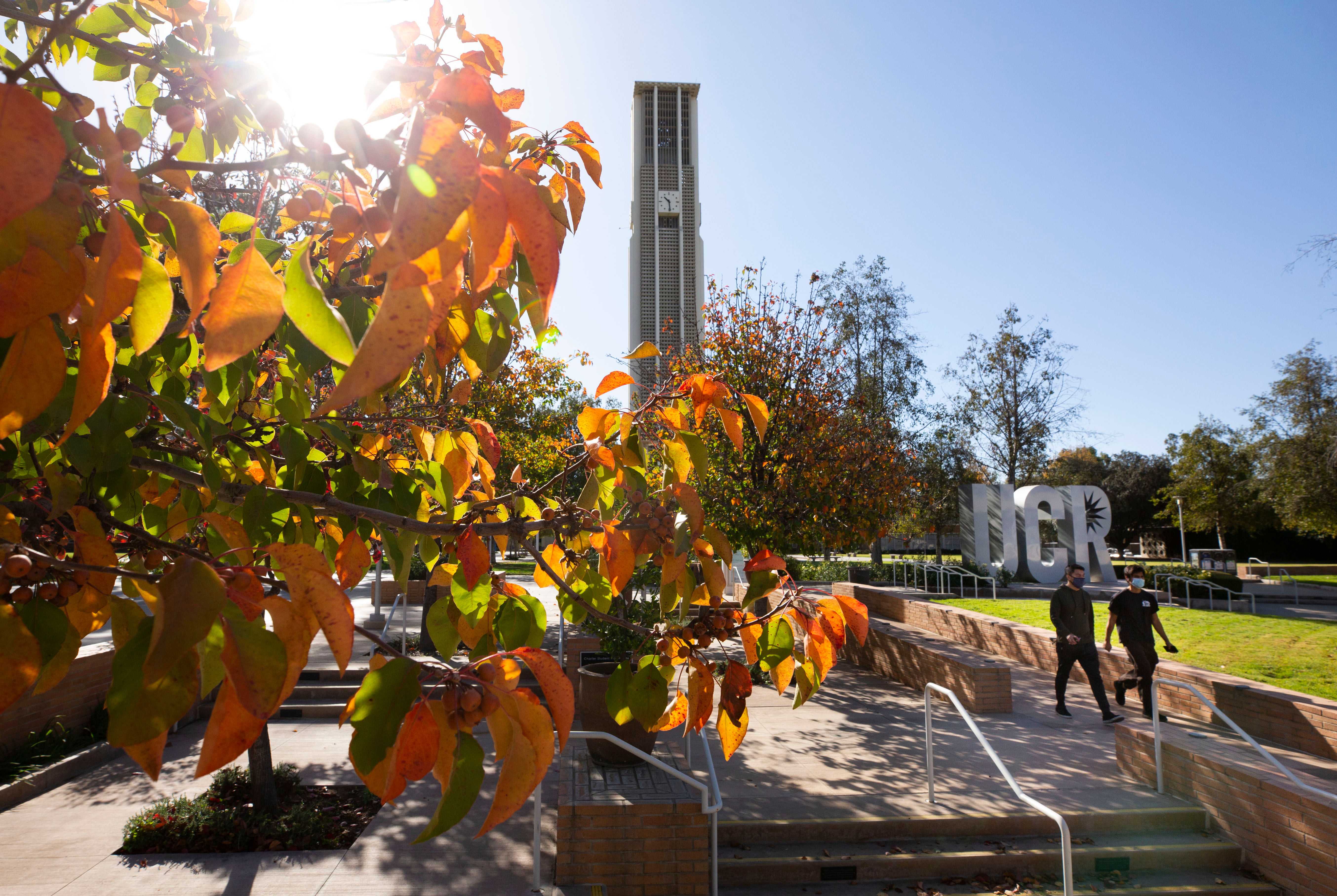 UC Riverside campus walkway and trees
