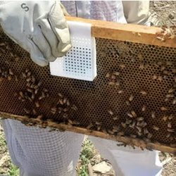sensor on beehive frame 