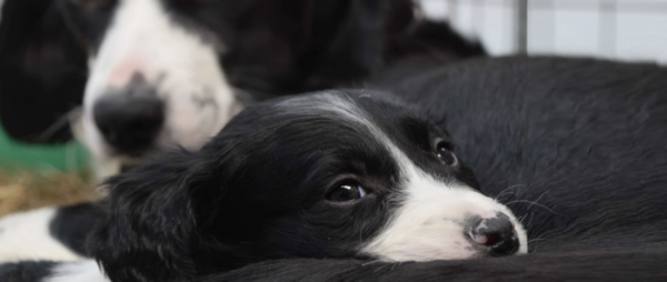 Dogs at the MADRA Dog Shelter