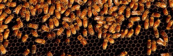 Electronic Bee-Veterinarian