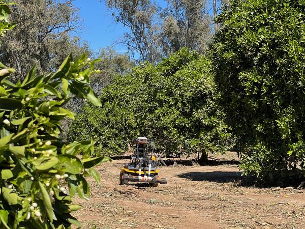 An autonomous wheeled robot travels between rows of citrus trees in an orchard at UC Riverside’s Citrus Research Center. Equipped with sensing and navigation instruments, the robot collects soil data beneath the tree canopy as part of a precision agriculture research project.
